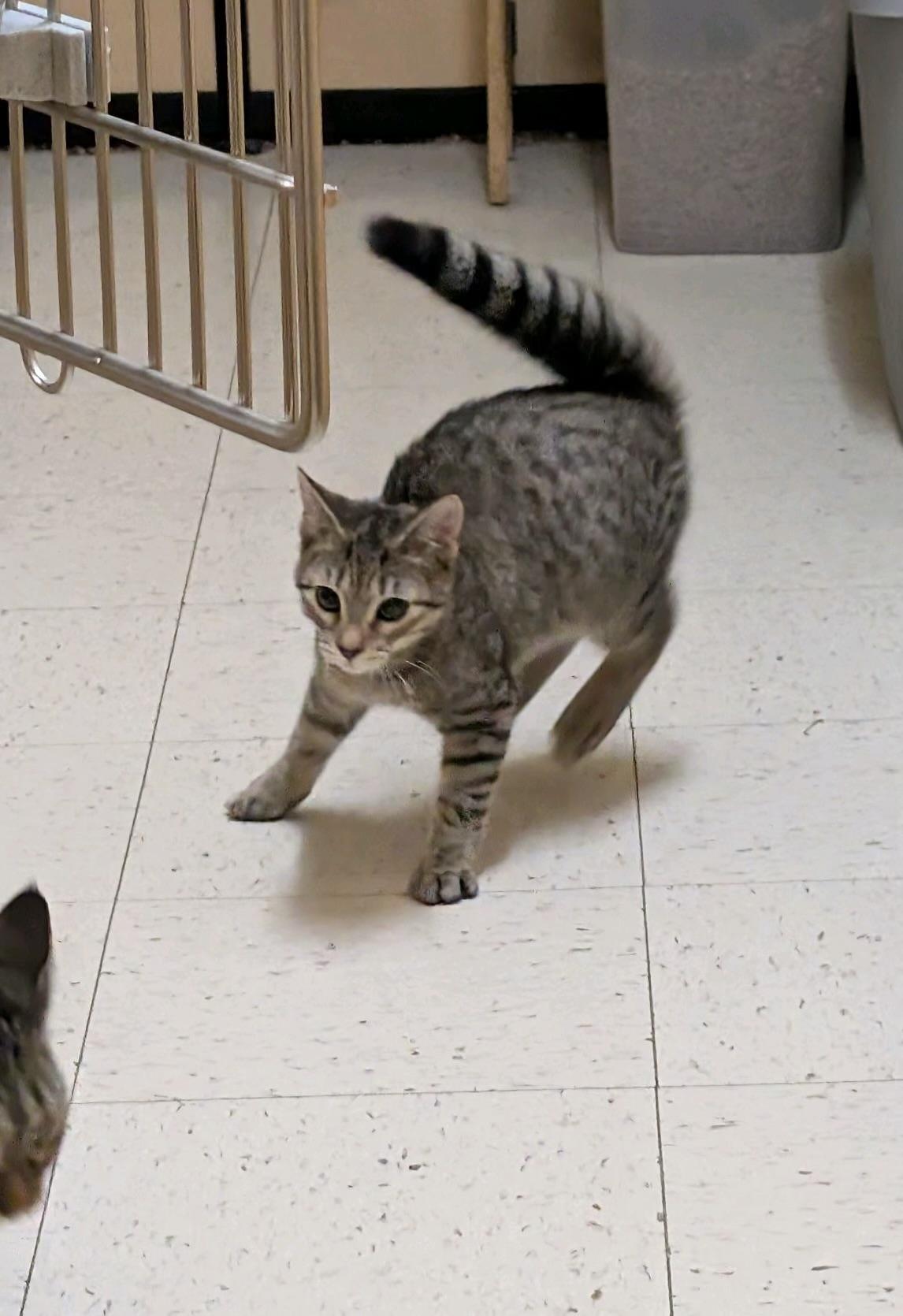 Enlarge Rocky, a Adoptable Domestic Short Hair in DeWitt, NY image 3/4