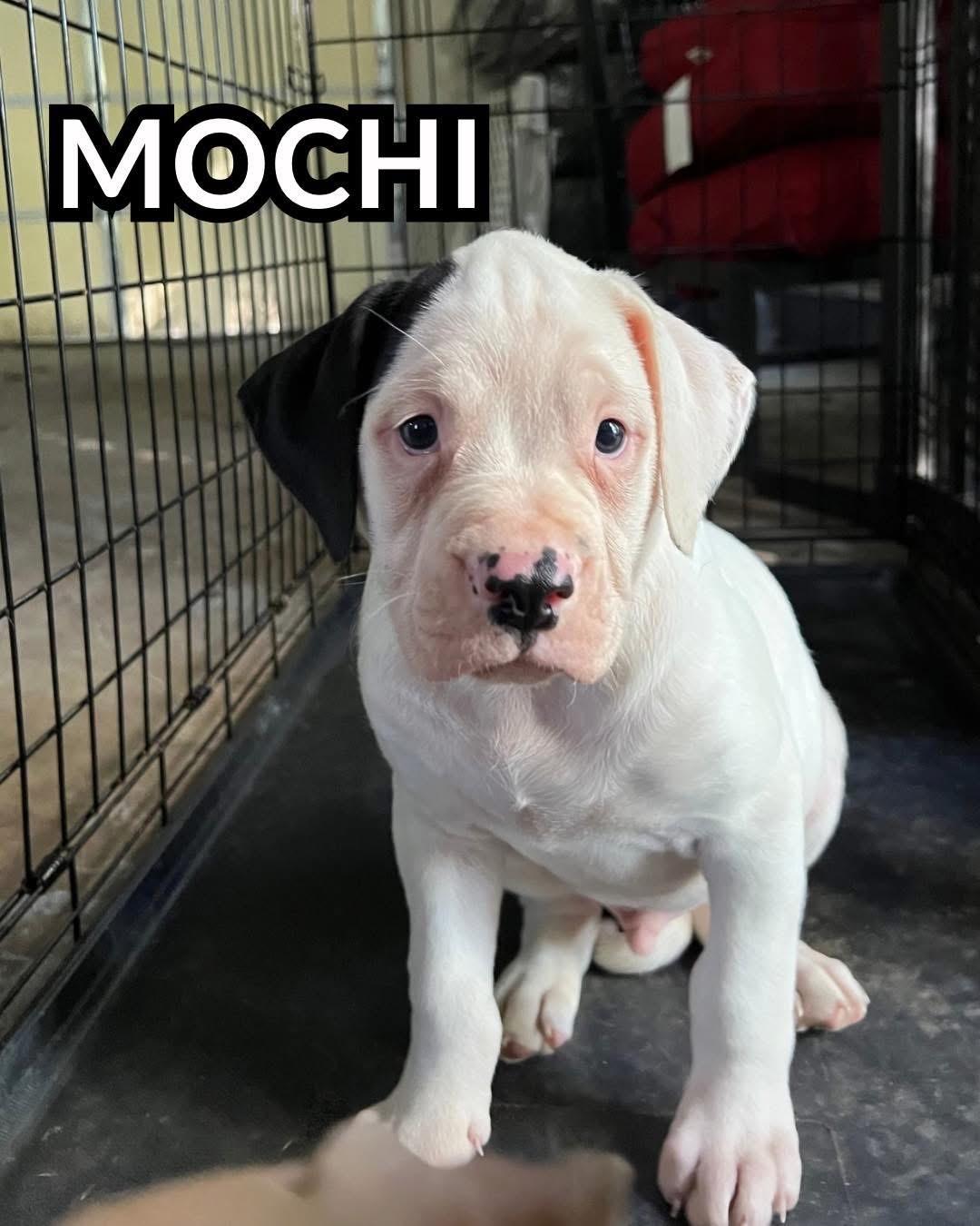 Enlarge Mochi, a Adoptable mixed breed in Youngstown, OH image 1/3
