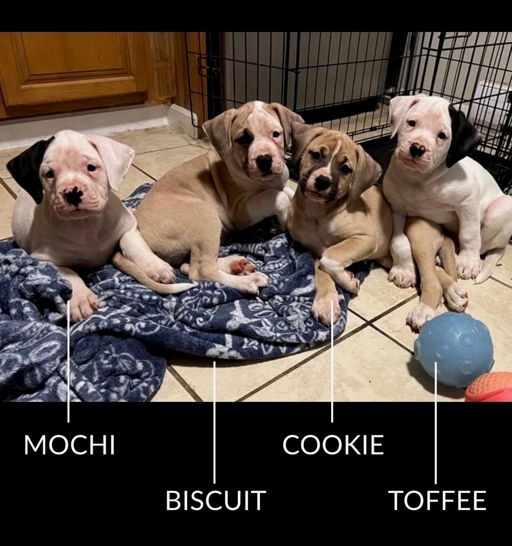 Enlarge Mochi, a Adoptable mixed breed in Youngstown, OH image 3/3