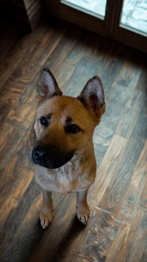 Enlarge Gina, a ADOPTABLE mixed breed in Encinitas, CA image 2/6