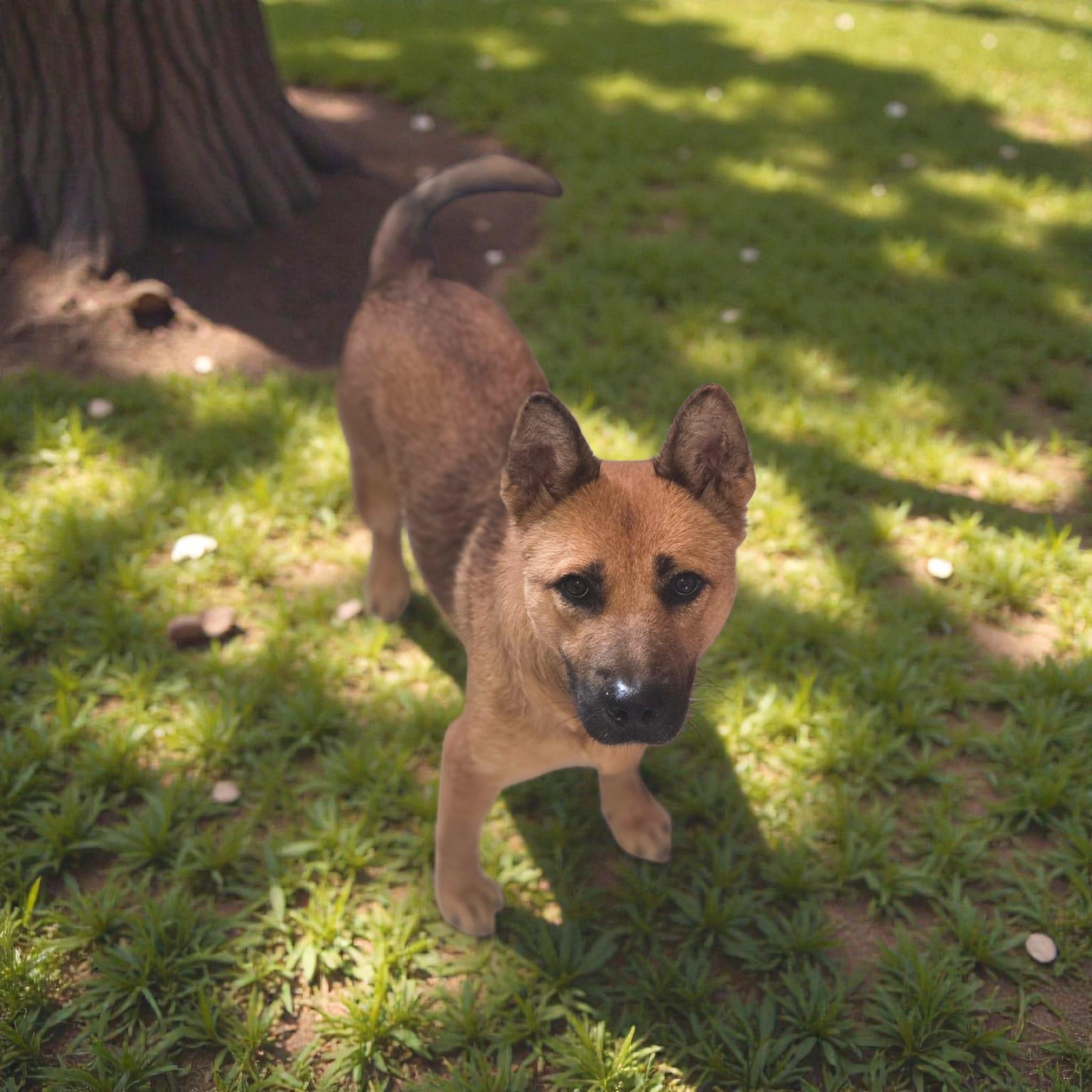 Enlarge Gina, a ADOPTABLE mixed breed in Encinitas, CA image 4/6
