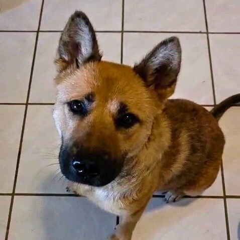 Enlarge Gina, a ADOPTABLE mixed breed in Encinitas, CA image 1/6