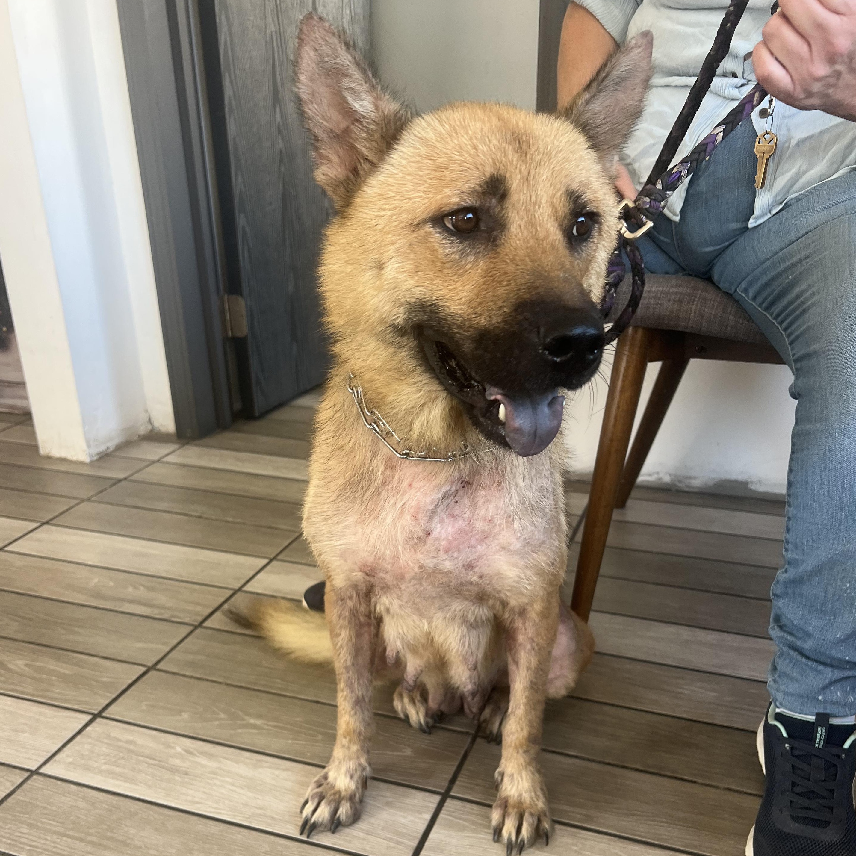 Gina, ADOPTABLE, Adult Female Chow Chow & German Shepherd Dog.