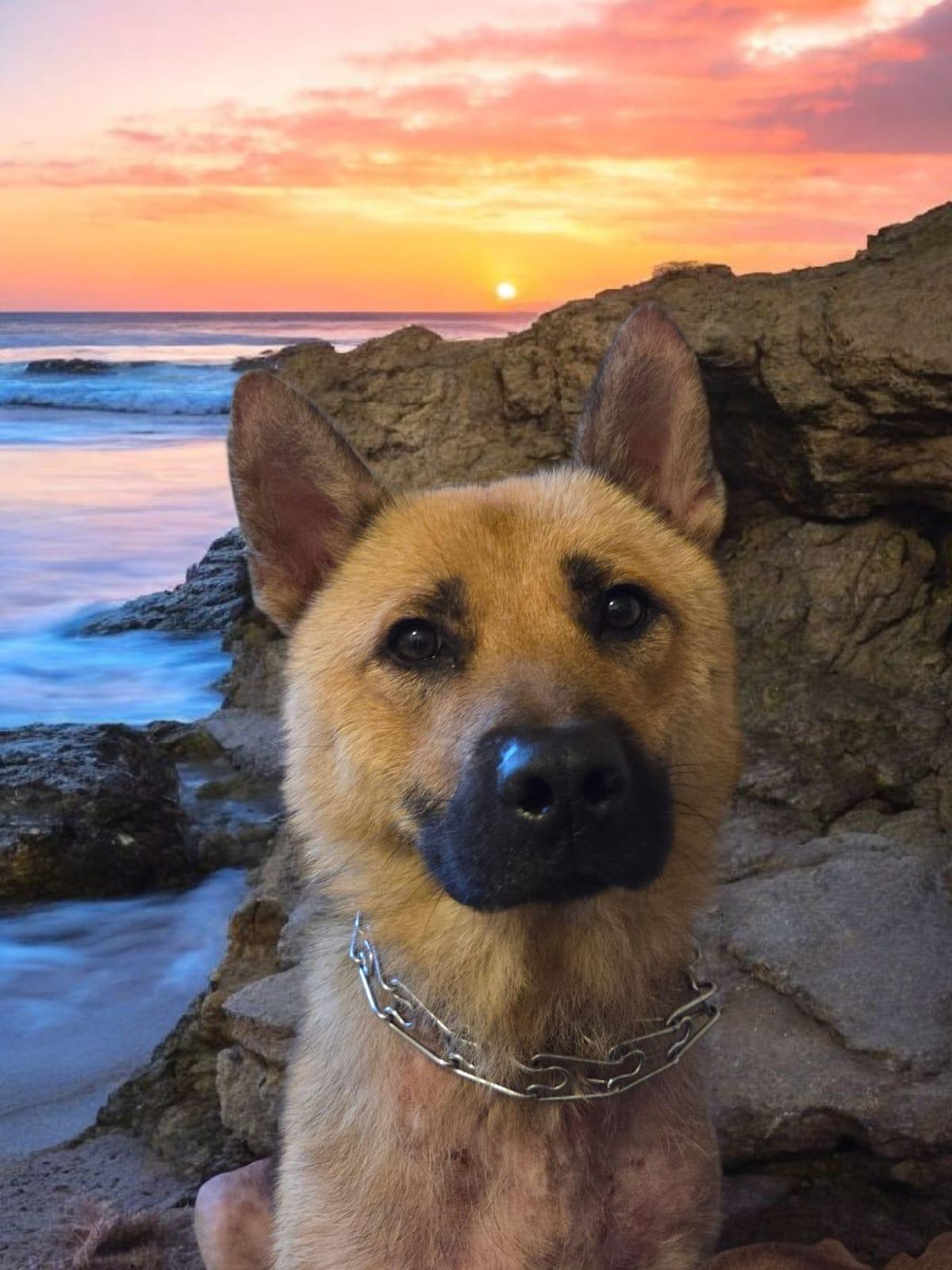 Enlarge Gina, a ADOPTABLE mixed breed in Encinitas, CA image 2/3