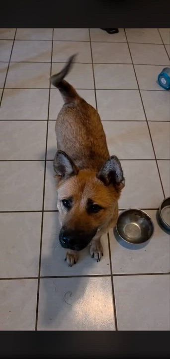 Enlarge Gina, a ADOPTABLE mixed breed in Encinitas, CA video 6/6