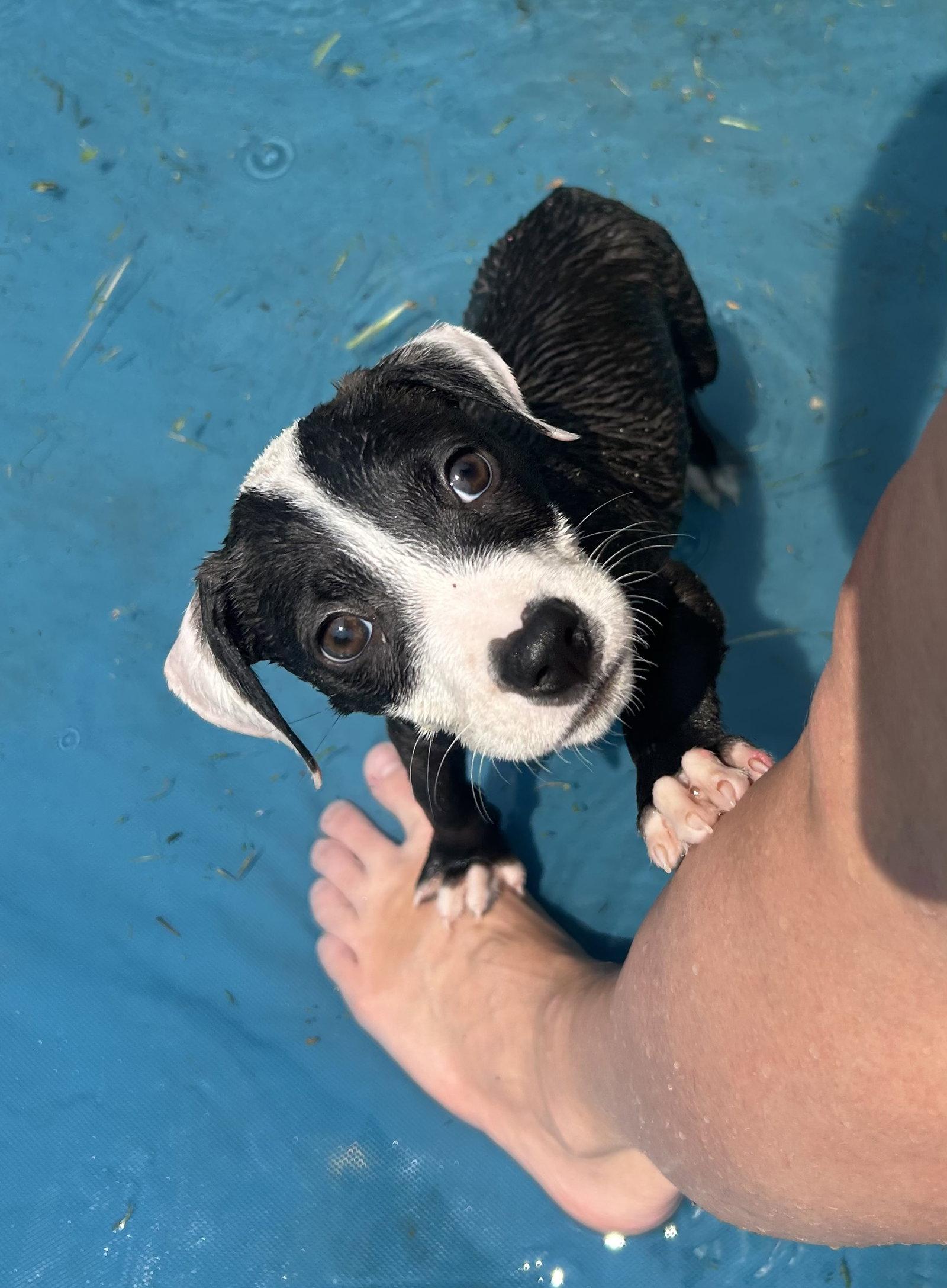 Enlarge Bandit, a Adoptable mixed breed in Stephens City, VA image 1/3