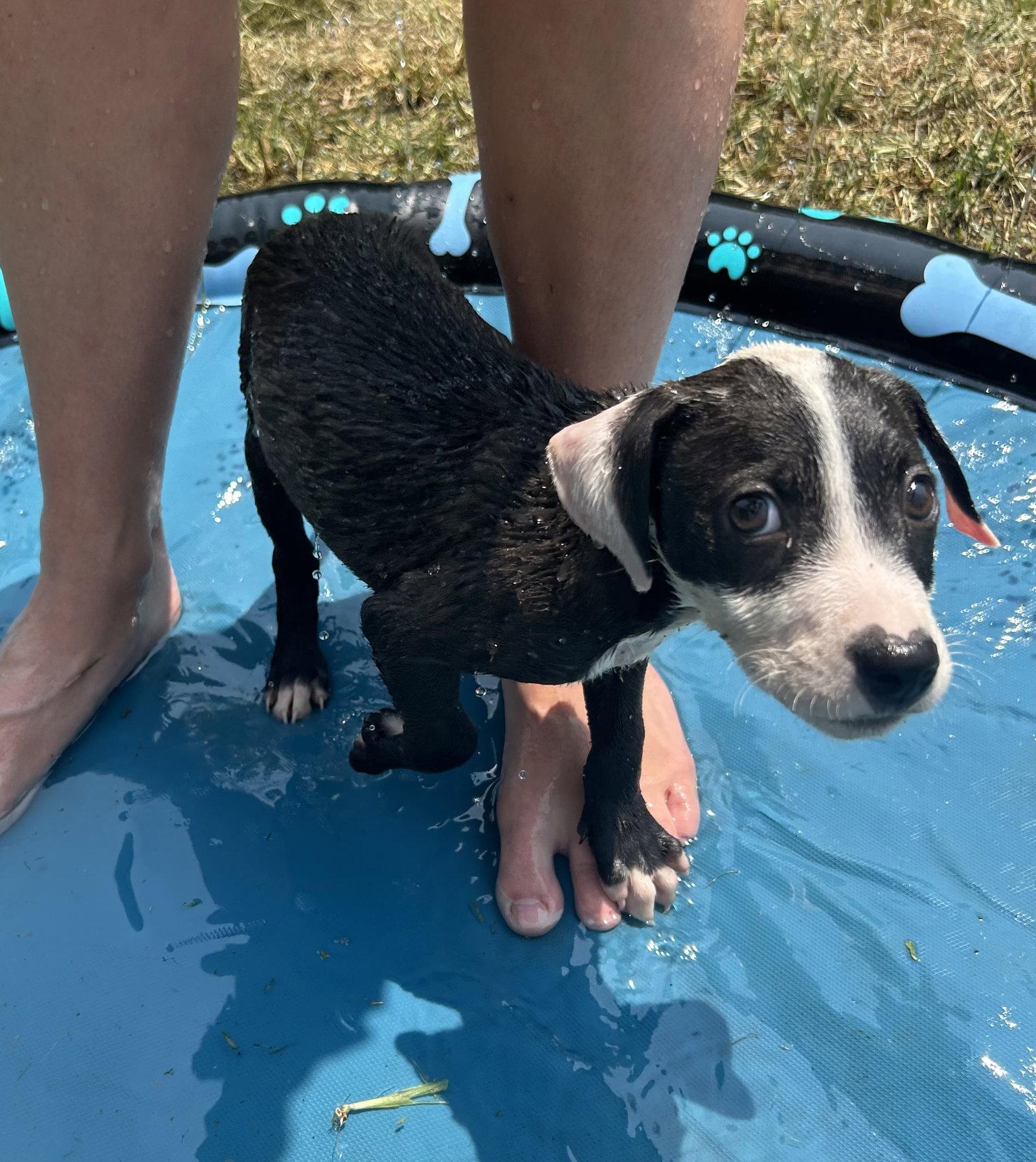 Enlarge Bandit, a Adoptable mixed breed in Stephens City, VA image 2/3