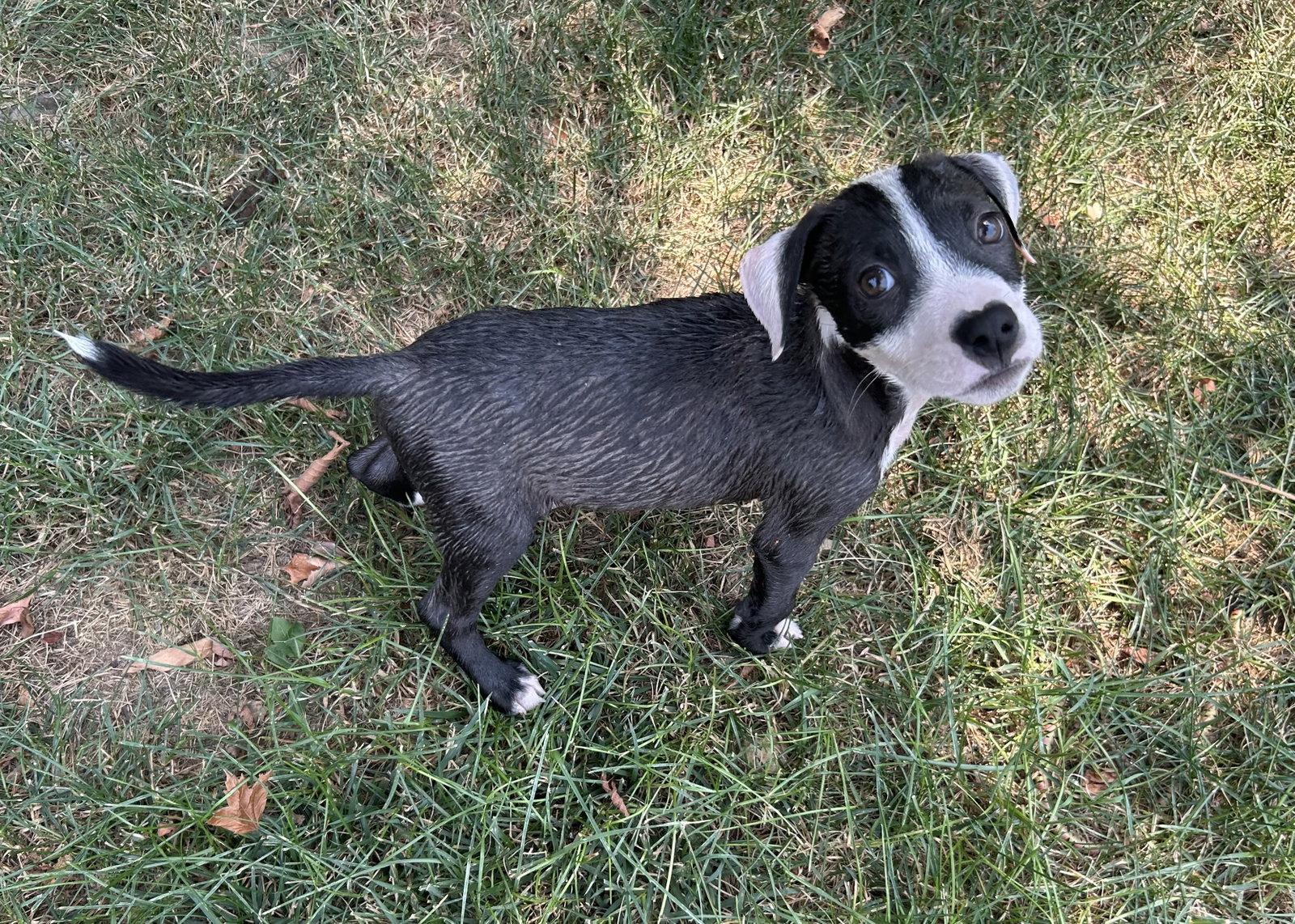 Enlarge Bandit, a Adoptable mixed breed in Stephens City, VA image 3/3