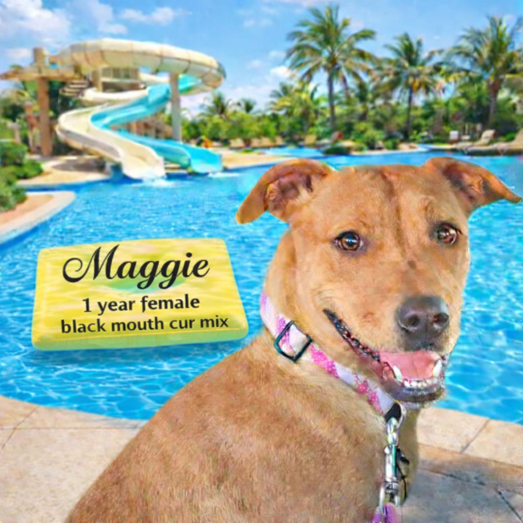 MAGGIE – 1 YEAR BLACK MOUTH CUR MIX FEMALE, Adoptable, Adult Female Black Mouth Cur.