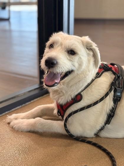 Baymax, Adoptable, Adult Male Labrador Retriever & Mixed Breed.