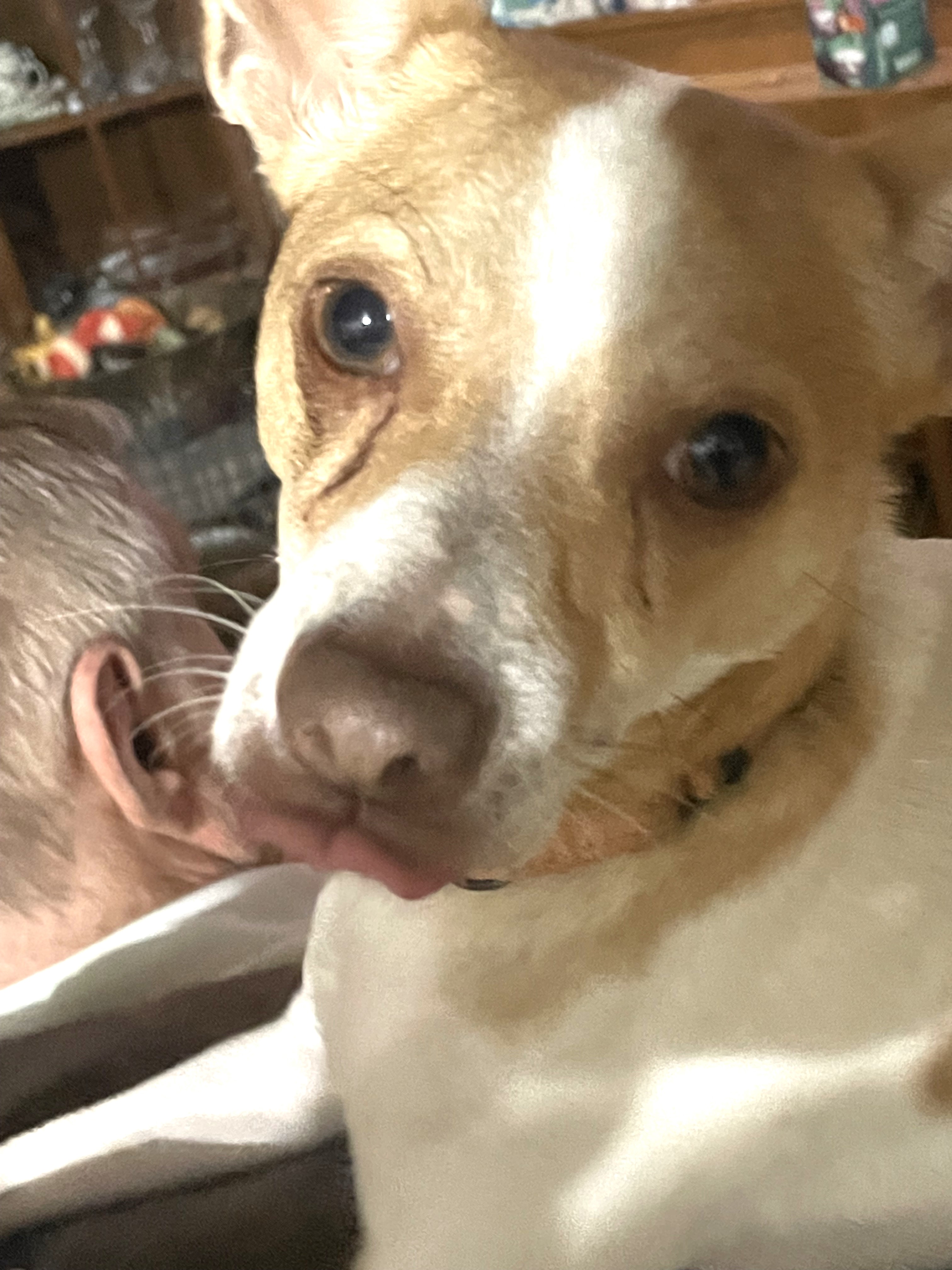 Chico