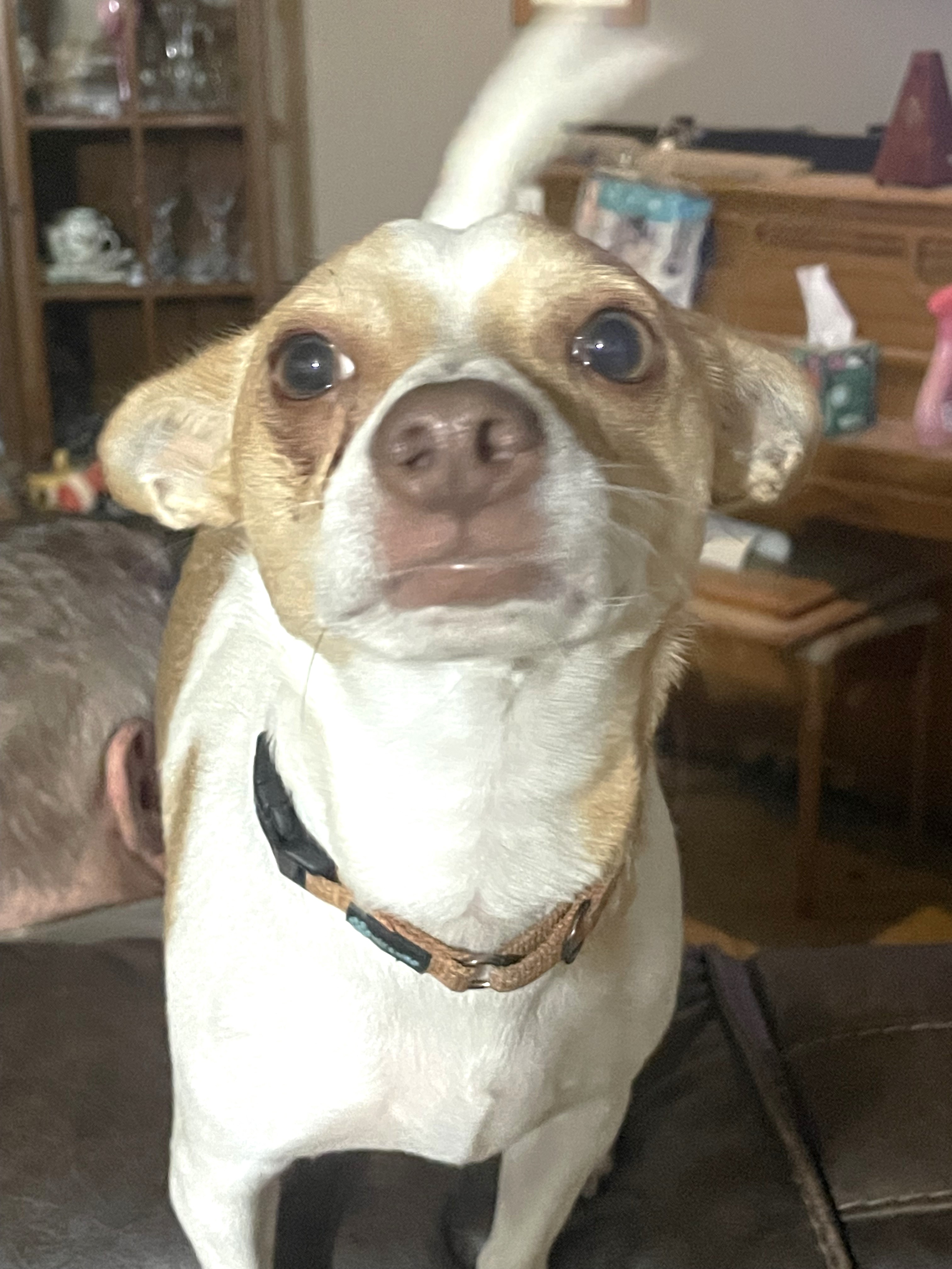 Chico photo 2