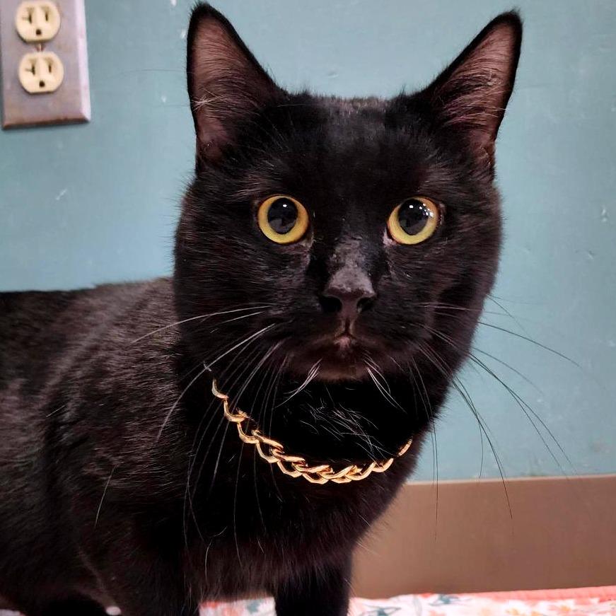 Curtis 50 Cent Jackson, a Adoptable Domestic Short Hair in Baltimore, MD image 1/4