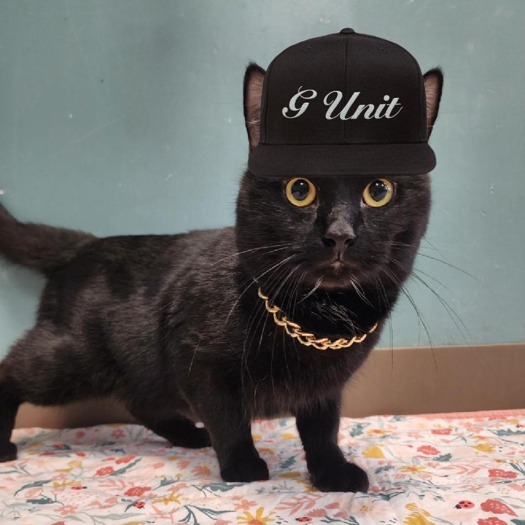 Curtis 50 Cent Jackson, a Adoptable Domestic Short Hair in Baltimore, MD image 2/4