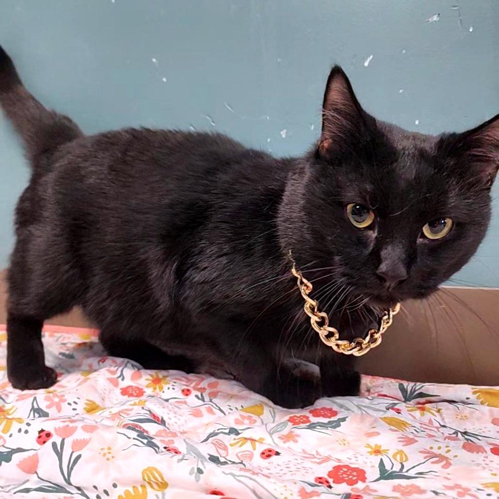 Curtis 50 Cent Jackson, a Adoptable Domestic Short Hair in Baltimore, MD image 3/4