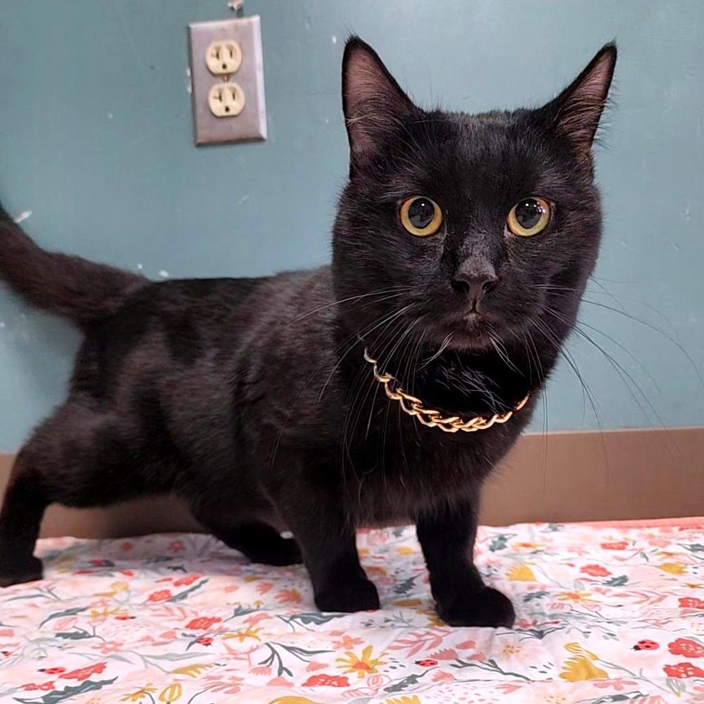 Curtis 50 Cent Jackson, a Adoptable Domestic Short Hair in Baltimore, MD image 4/4
