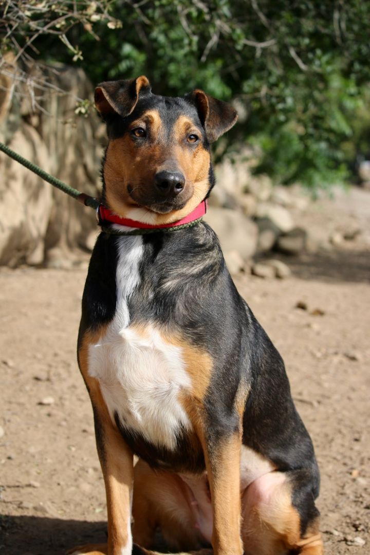Cheryl, Adoptable, Adult Female Doberman Pinscher.