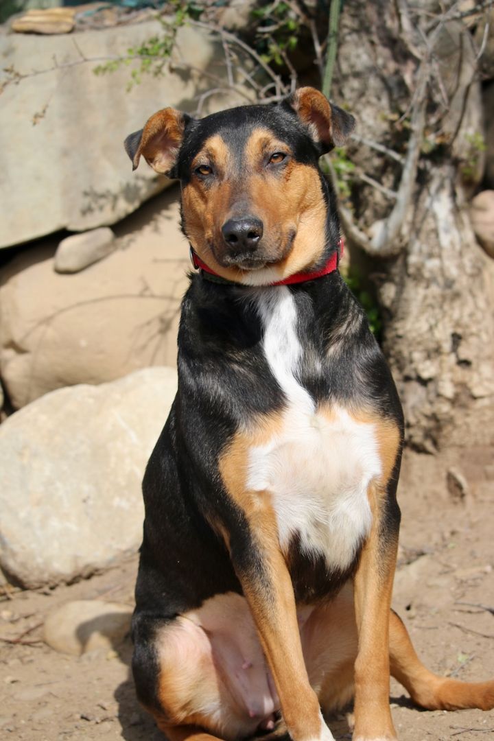 Enlarge Cheryl, a Adoptable mixed breed in Fillmore, CA image 2/10