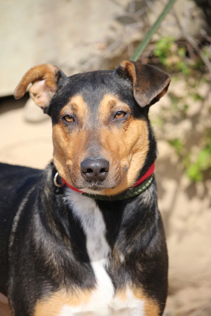 Enlarge Cheryl, a Adoptable mixed breed in Fillmore, CA image 4/10