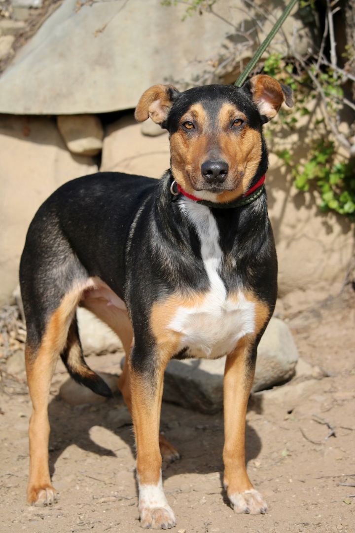 Enlarge Cheryl, a Adoptable mixed breed in Fillmore, CA image 5/10
