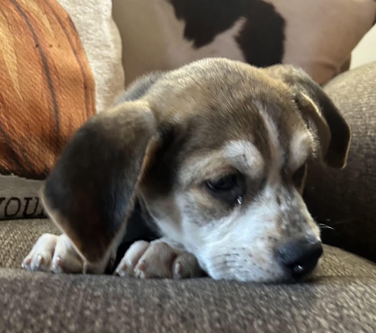 Shiloh, Adoptable, Puppy Female Mixed Breed.