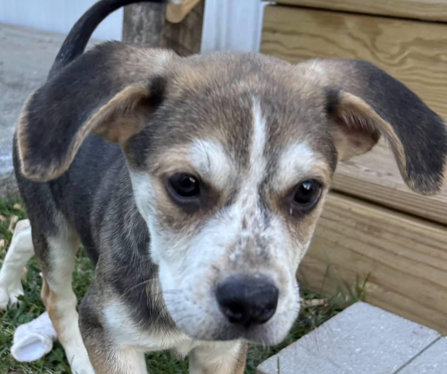 Shiloh, a Adoptable Mixed Breed in Fountaintown, IN image 2/6