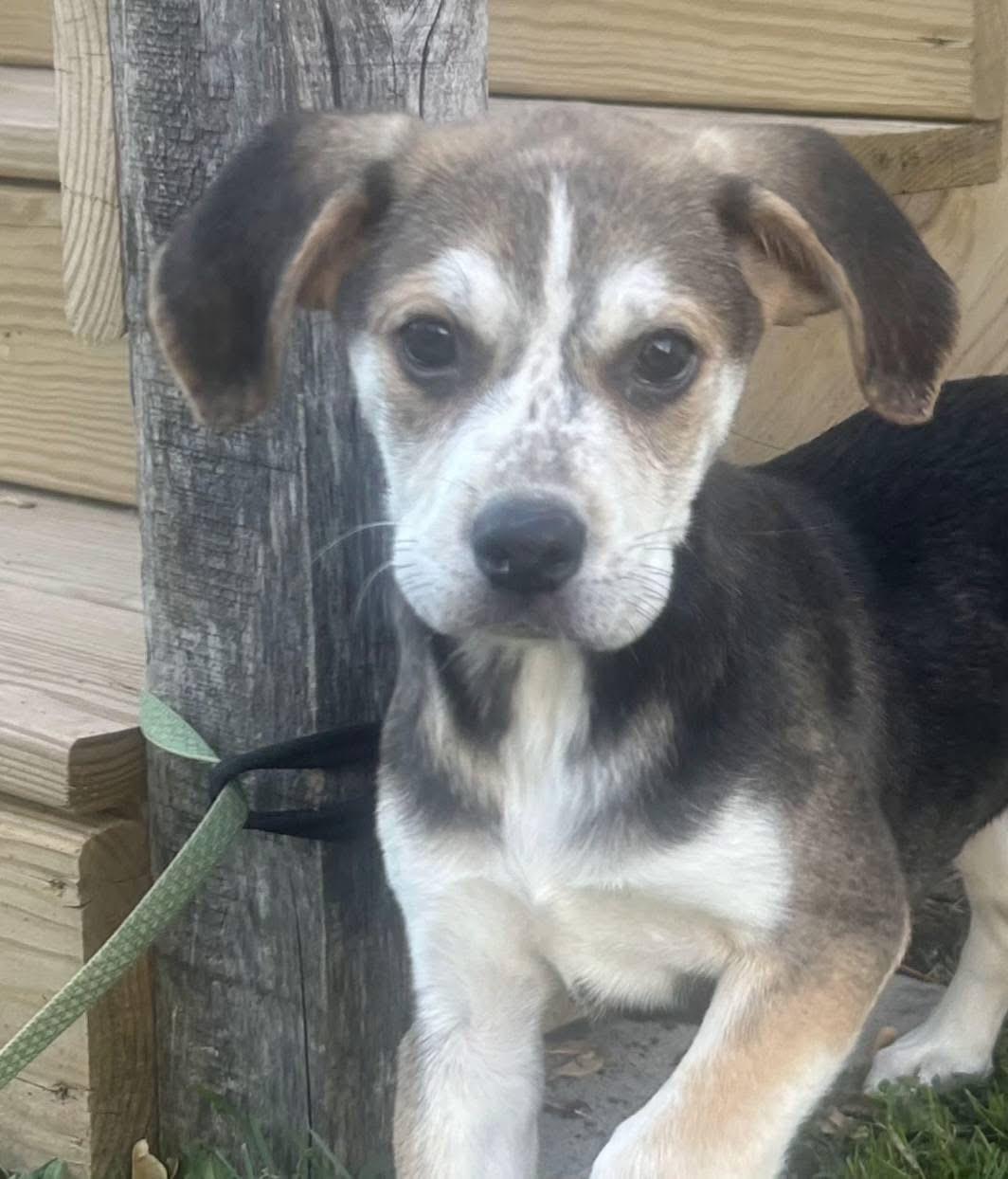 Shiloh, a Adoptable Mixed Breed in Fountaintown, IN image 3/6