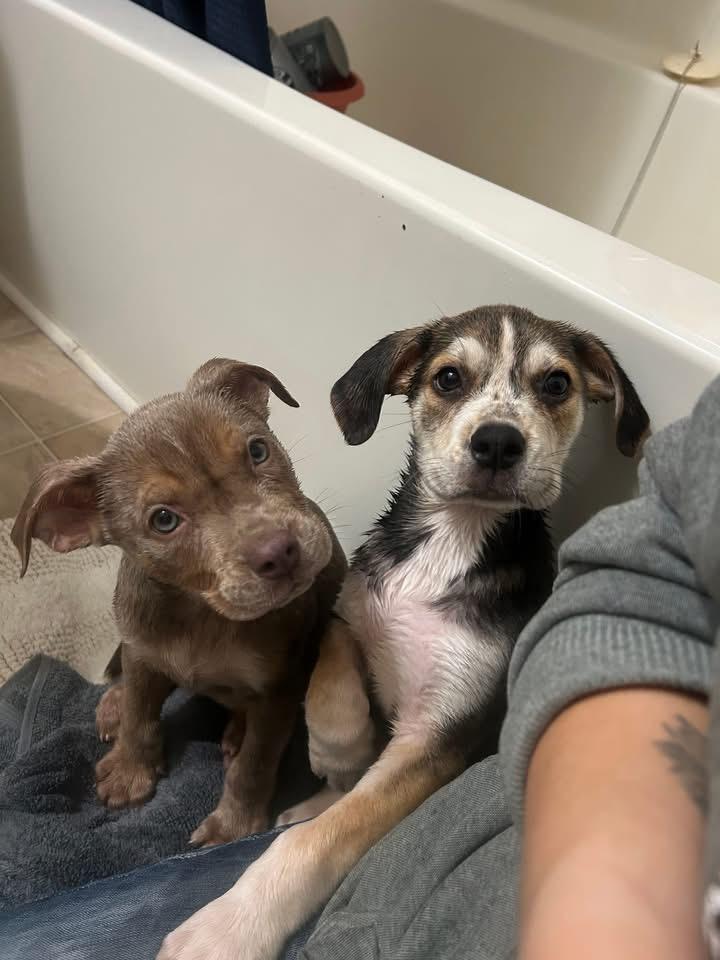 Shiloh, a Adoptable Mixed Breed in Fountaintown, IN image 4/6