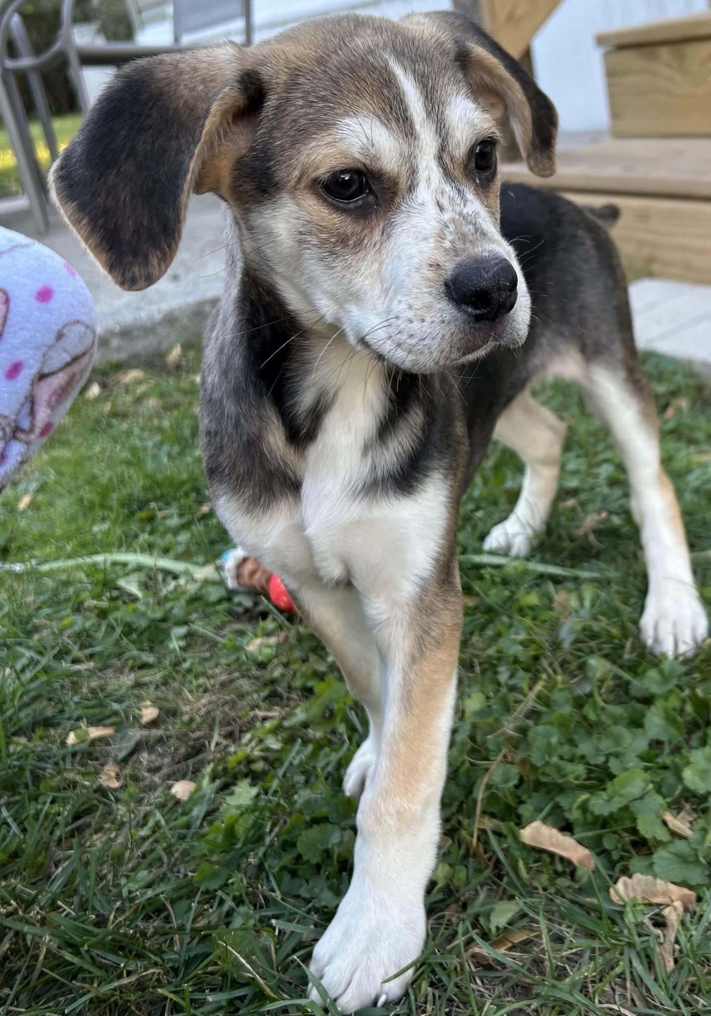 Shiloh, a Adoptable Mixed Breed in Fountaintown, IN image 5/6