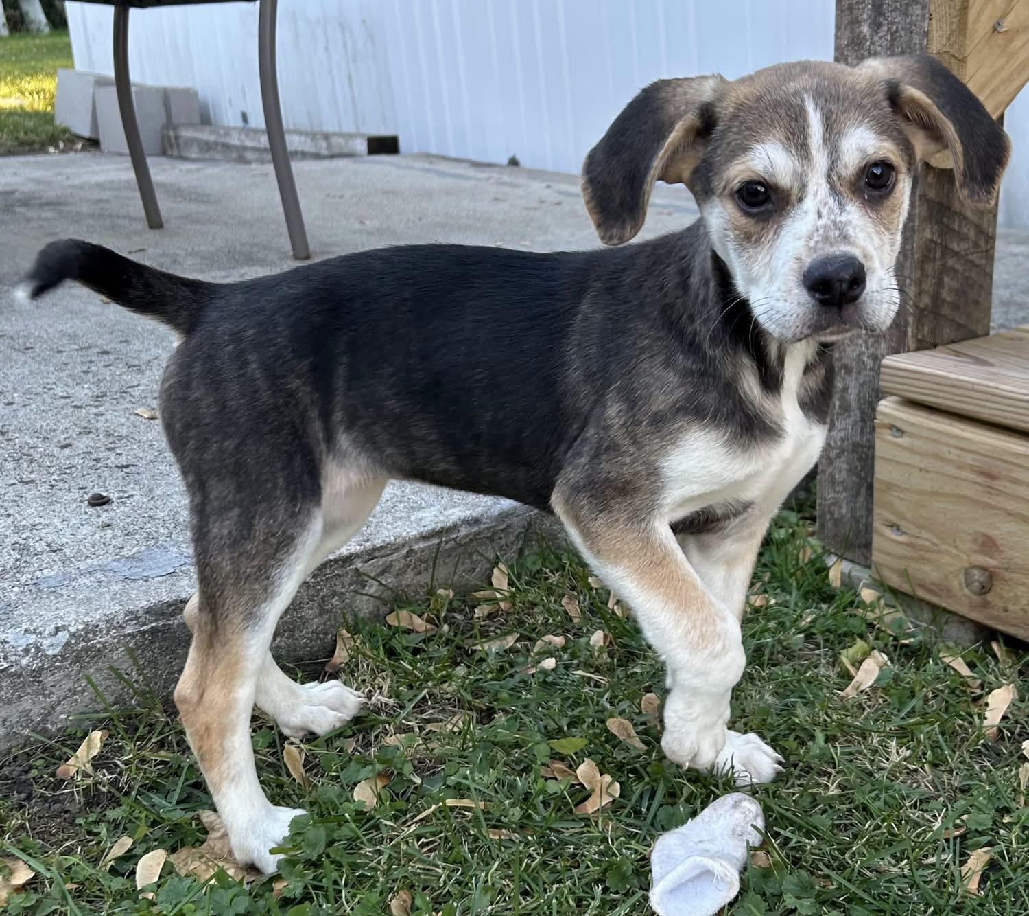 Shiloh, a Adoptable Mixed Breed in Fountaintown, IN image 6/6