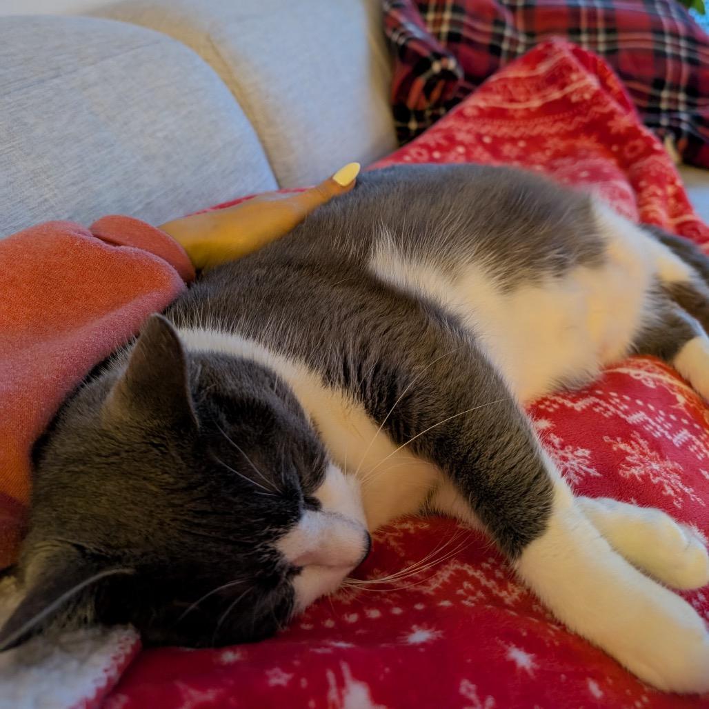 Violet (aka Penelope), a Adoptable Domestic Short Hair in Falls Church, VA image 1/6