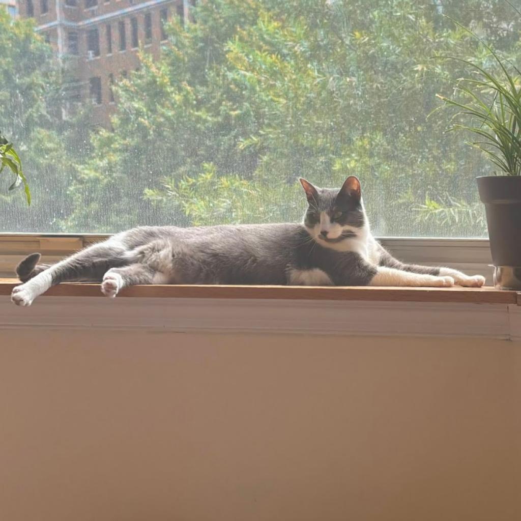 Violet (aka Penelope), a Adoptable Domestic Short Hair in Falls Church, VA image 3/6