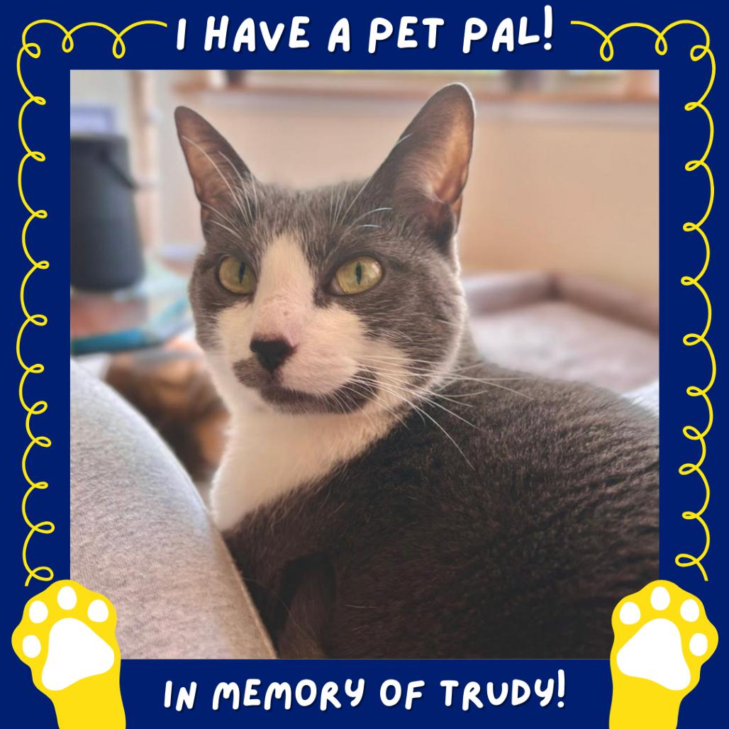 Enlarge Violet (aka Penelope), a Adoptable Domestic Short Hair in Falls Church, VA image 4/6