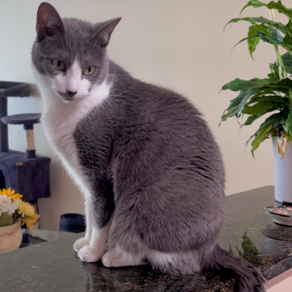 Violet (aka Penelope), a Adoptable Domestic Short Hair in Falls Church, VA image 4/6