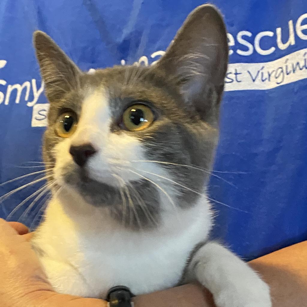 Violet (aka Penelope), a Adoptable Domestic Short Hair in Falls Church, VA image 5/6