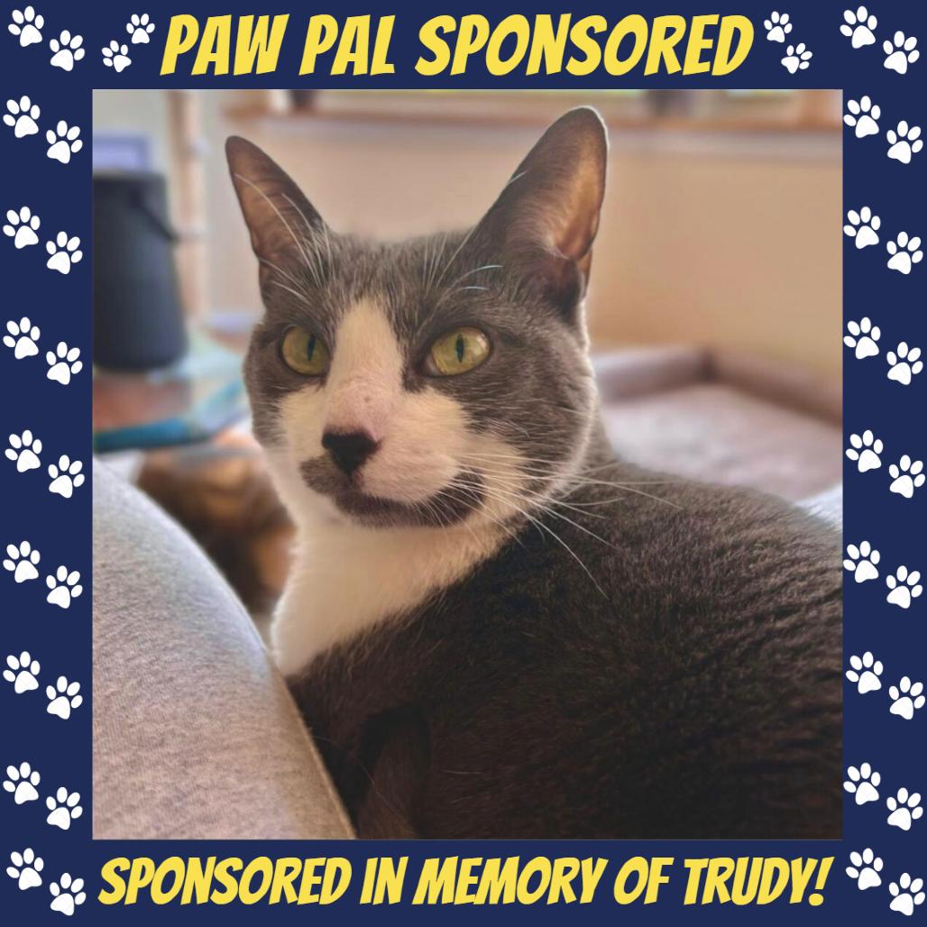 Violet (aka Penelope), a Adoptable Domestic Short Hair in Falls Church, VA image 6/6