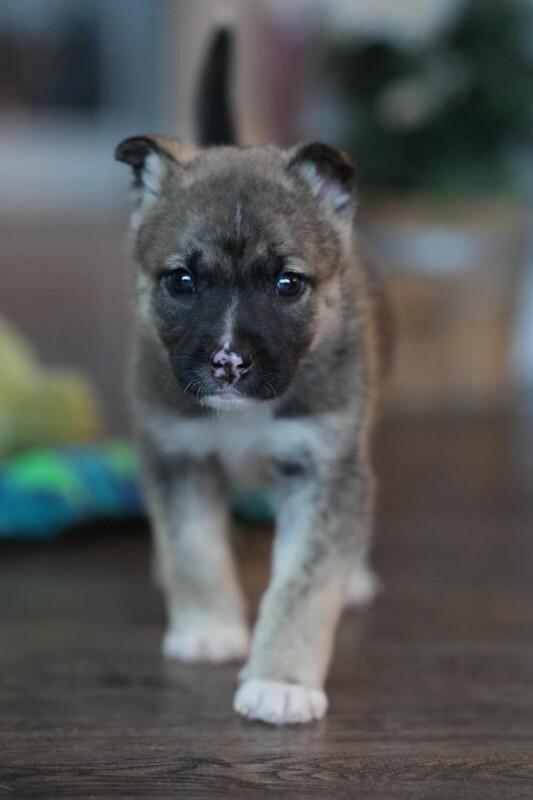 Enlarge Fritz, a Adoptable Mixed Breed in Exshaw, AB image 1/2