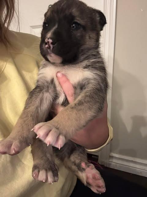 Enlarge Fritz, a Adoptable Mixed Breed in Exshaw, AB image 2/2