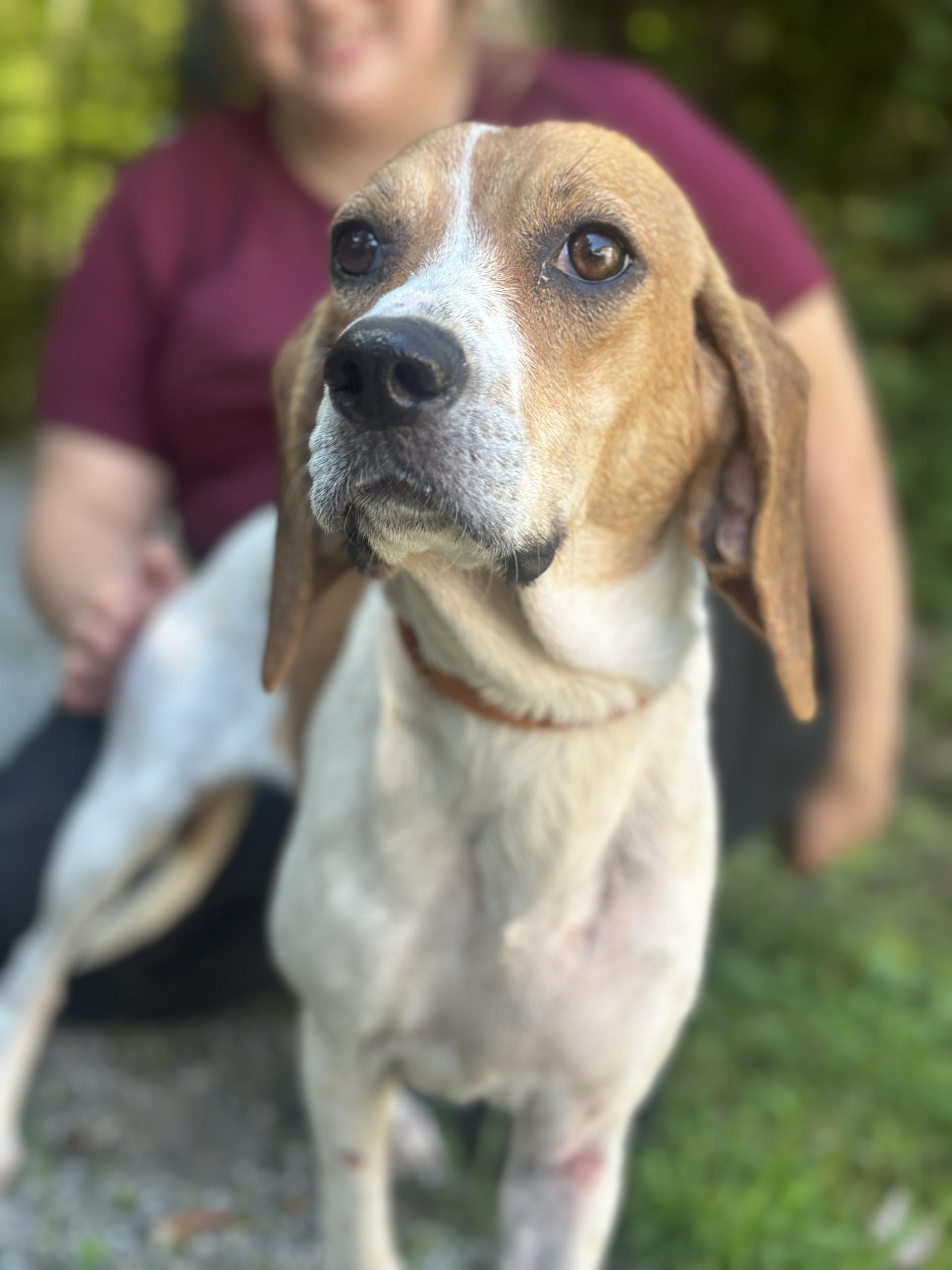 Enlarge Baylee, a ADOPTABLE Beagle in Richmond, VA image 3/6