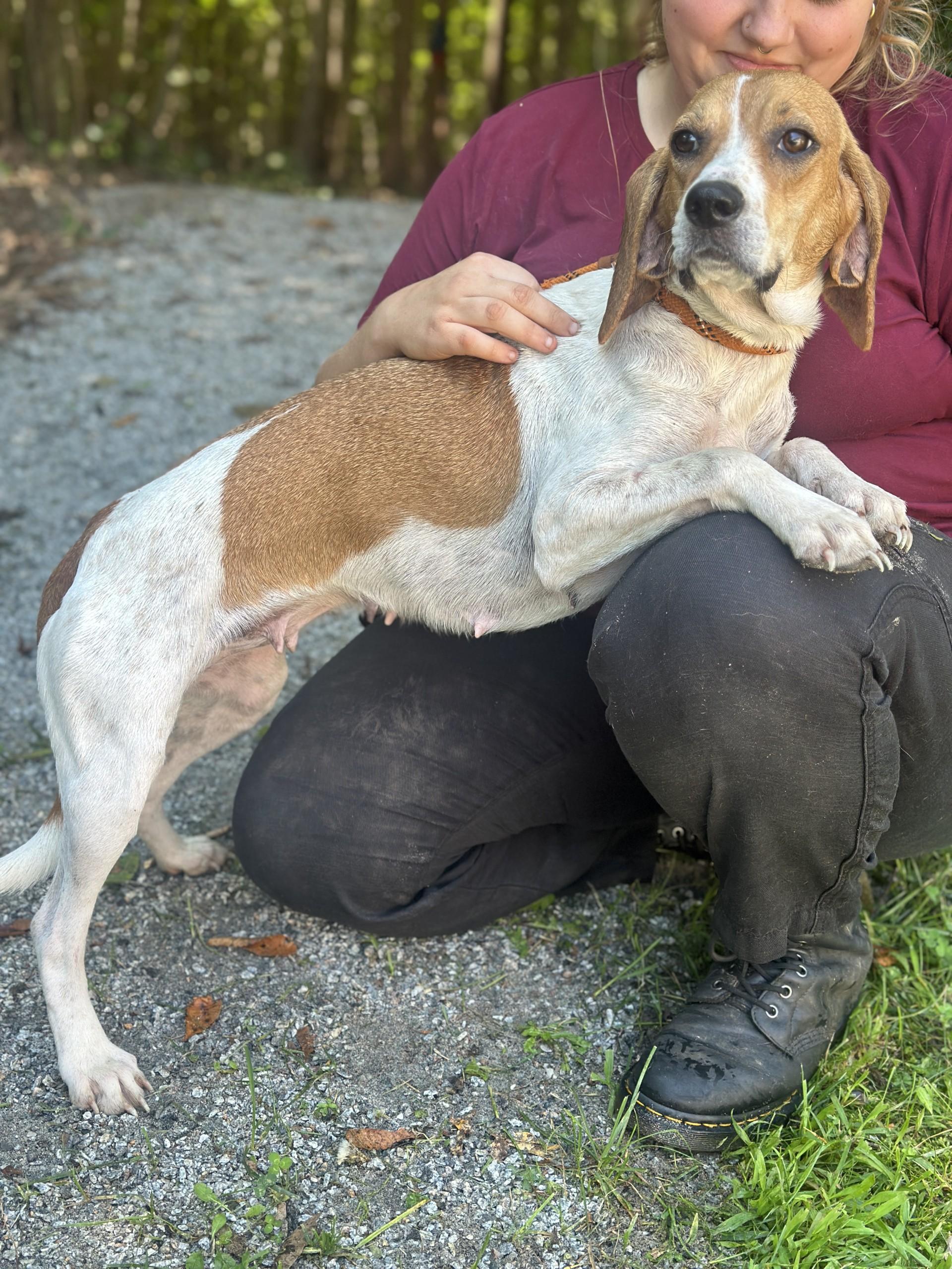 Enlarge Baylee, a ADOPTABLE Beagle in Richmond, VA image 2/6