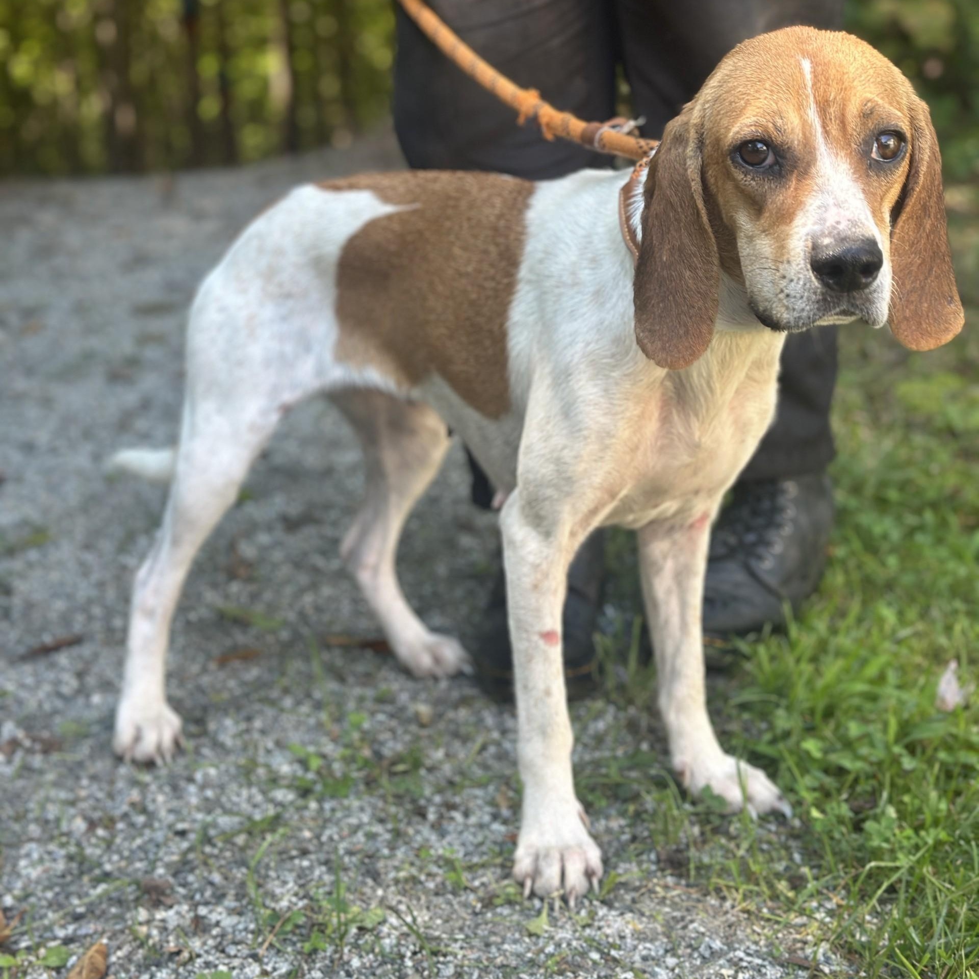 Enlarge Baylee, a ADOPTABLE Beagle in Richmond, VA image 1/6