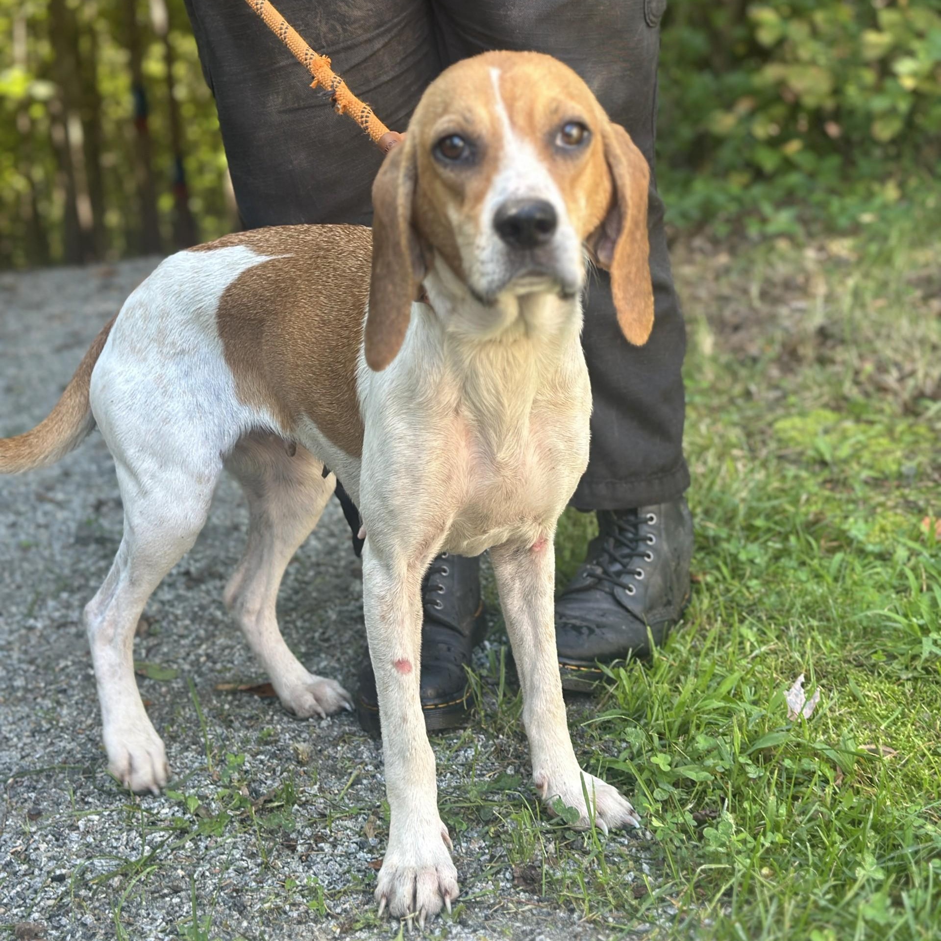 Enlarge Baylee, a ADOPTABLE Beagle in Richmond, VA image 6/6