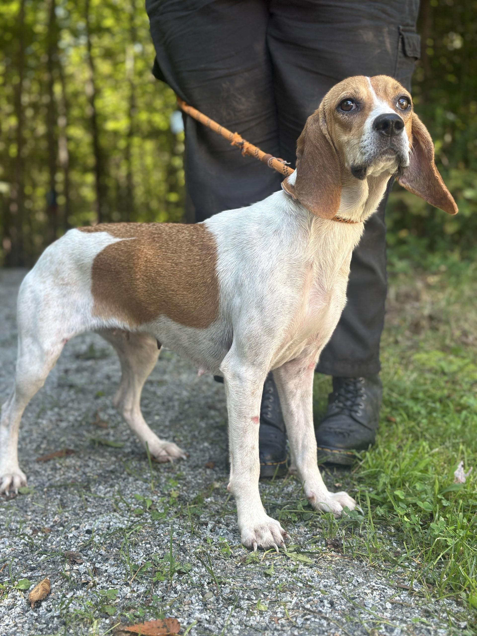 Enlarge Baylee, a ADOPTABLE Beagle in Richmond, VA image 5/6