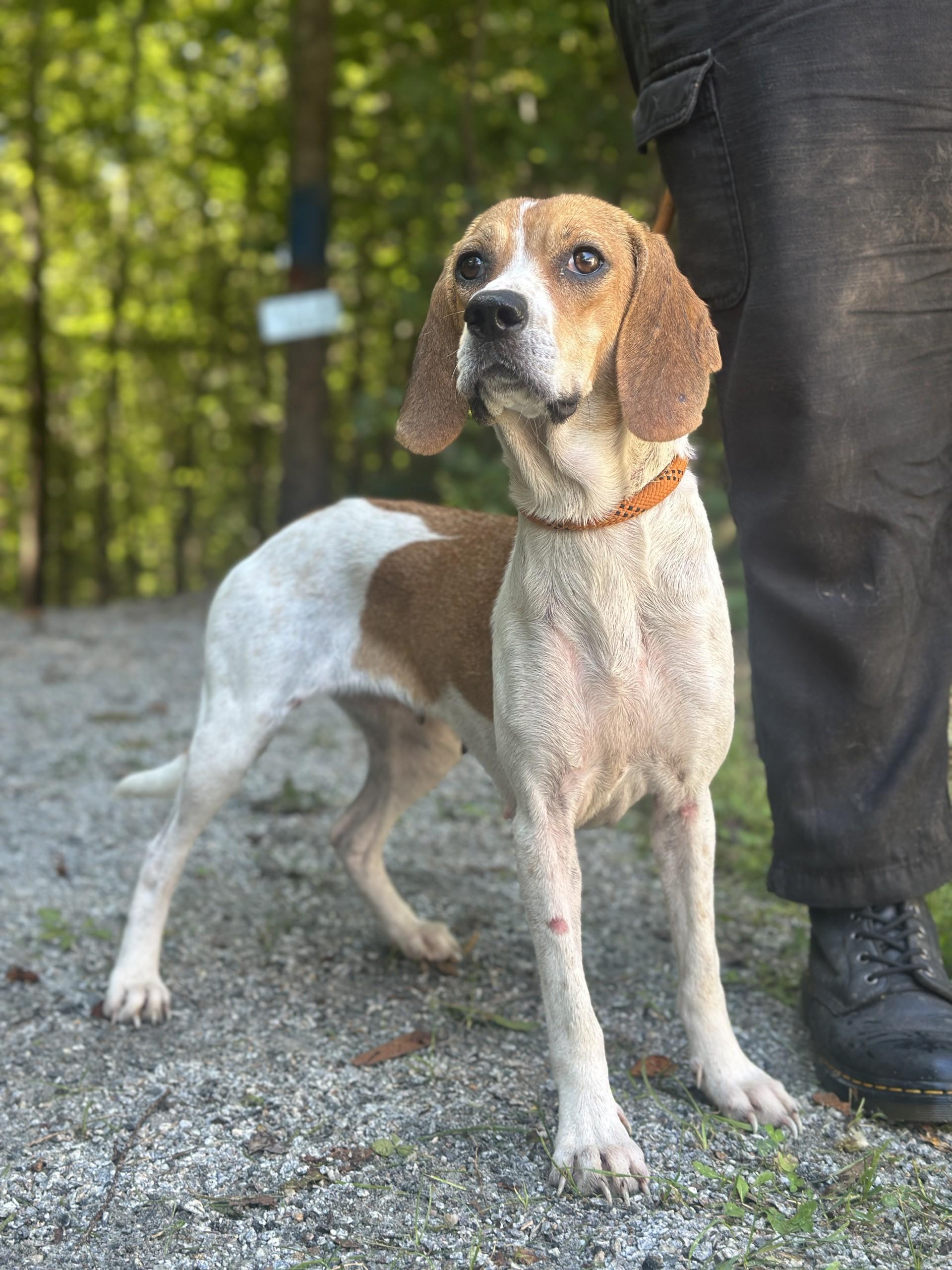 Enlarge Baylee, a ADOPTABLE Beagle in Richmond, VA image 4/6