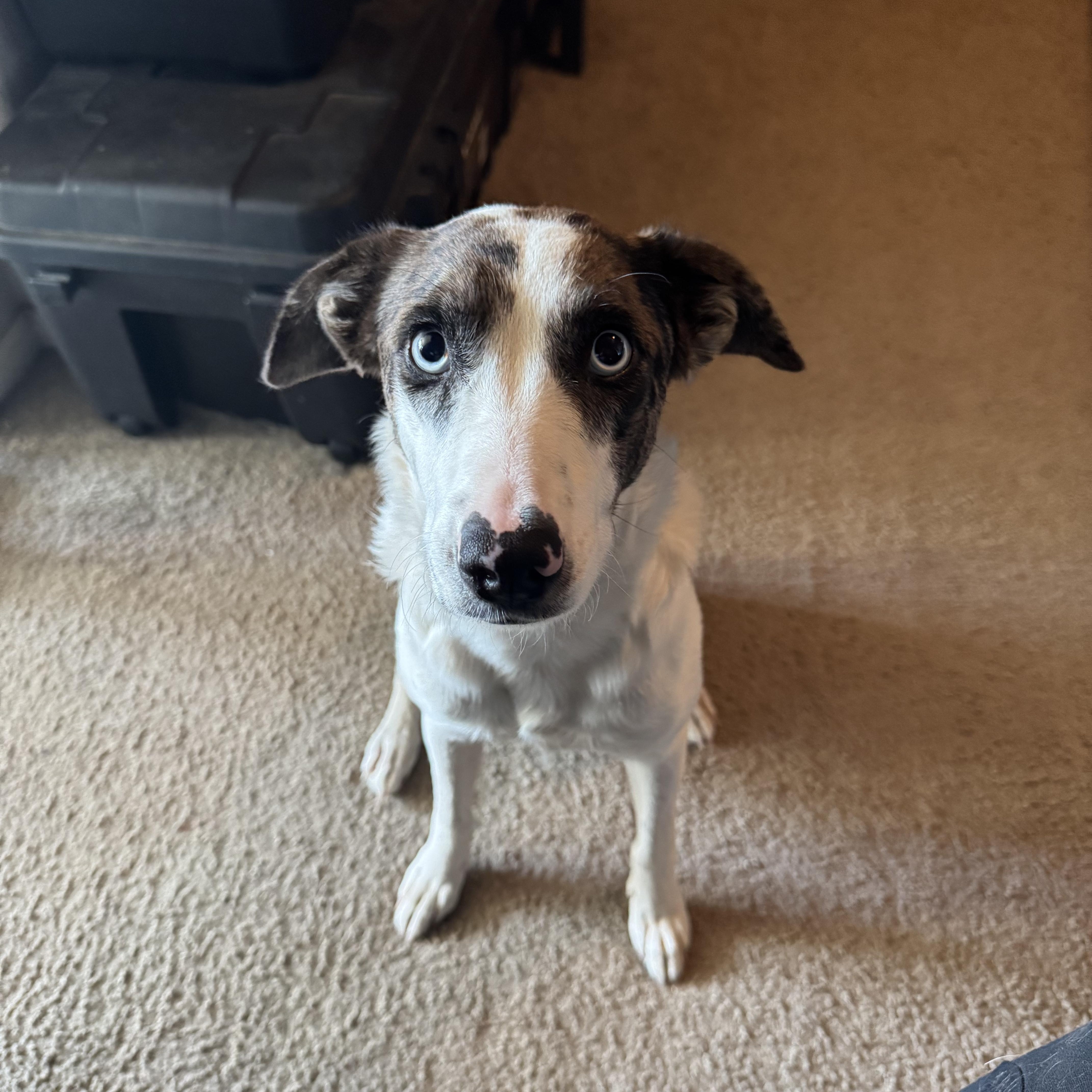 Enlarge Suki, a Adoptable mixed breed in Tonopah, AZ image 1/4