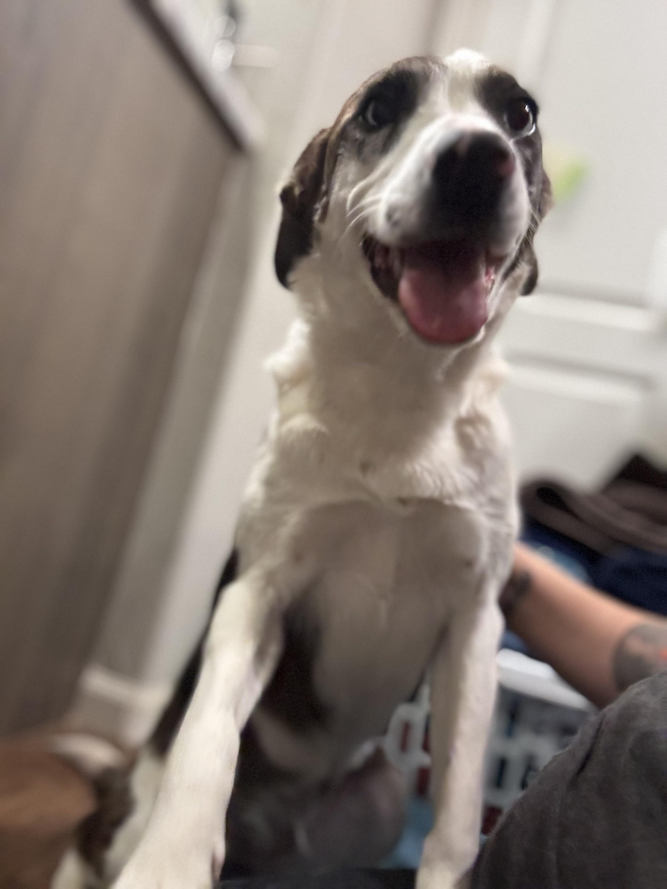 Enlarge Suki, a Adoptable mixed breed in Tonopah, AZ image 2/4