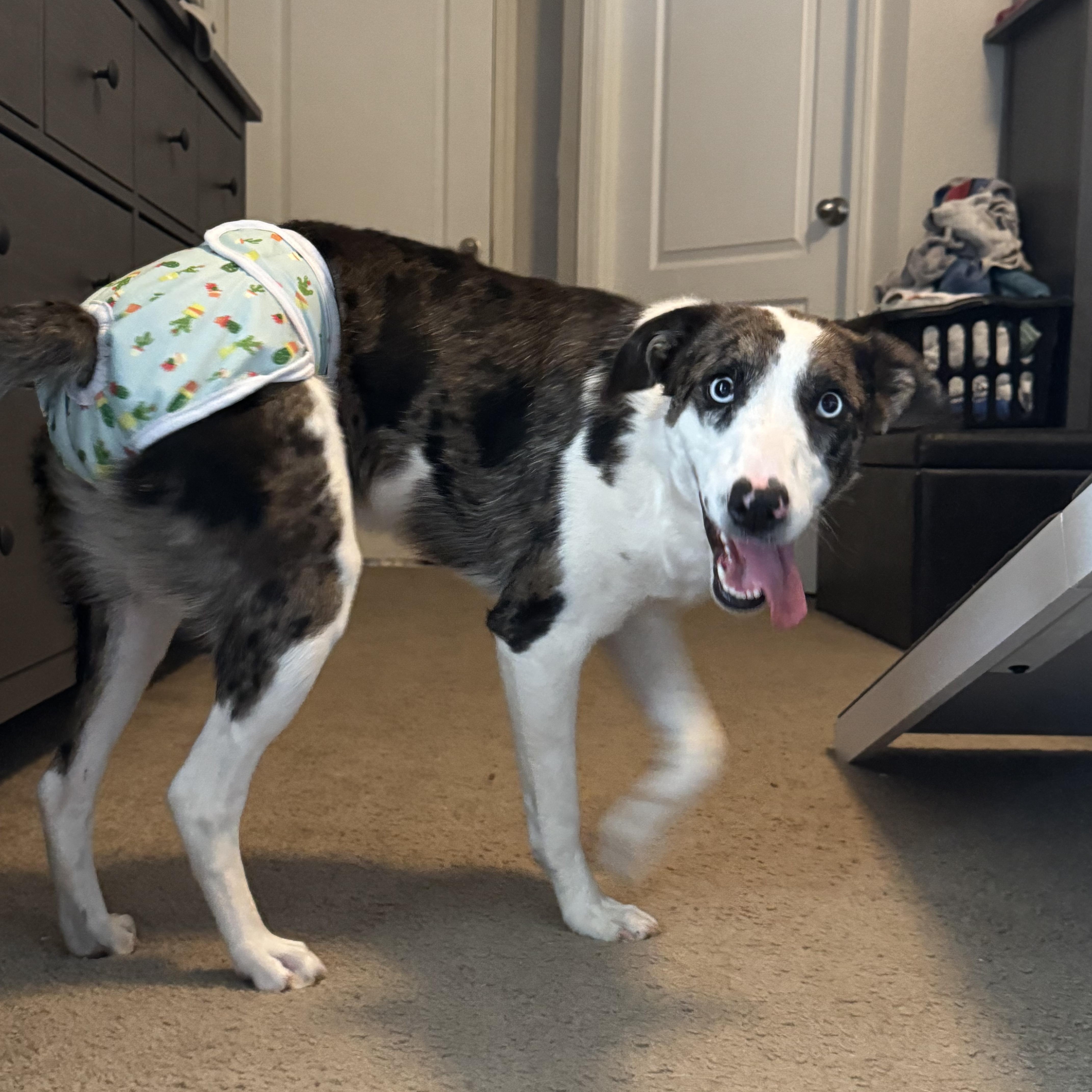 Enlarge Suki, a Adoptable mixed breed in Tonopah, AZ image 3/4