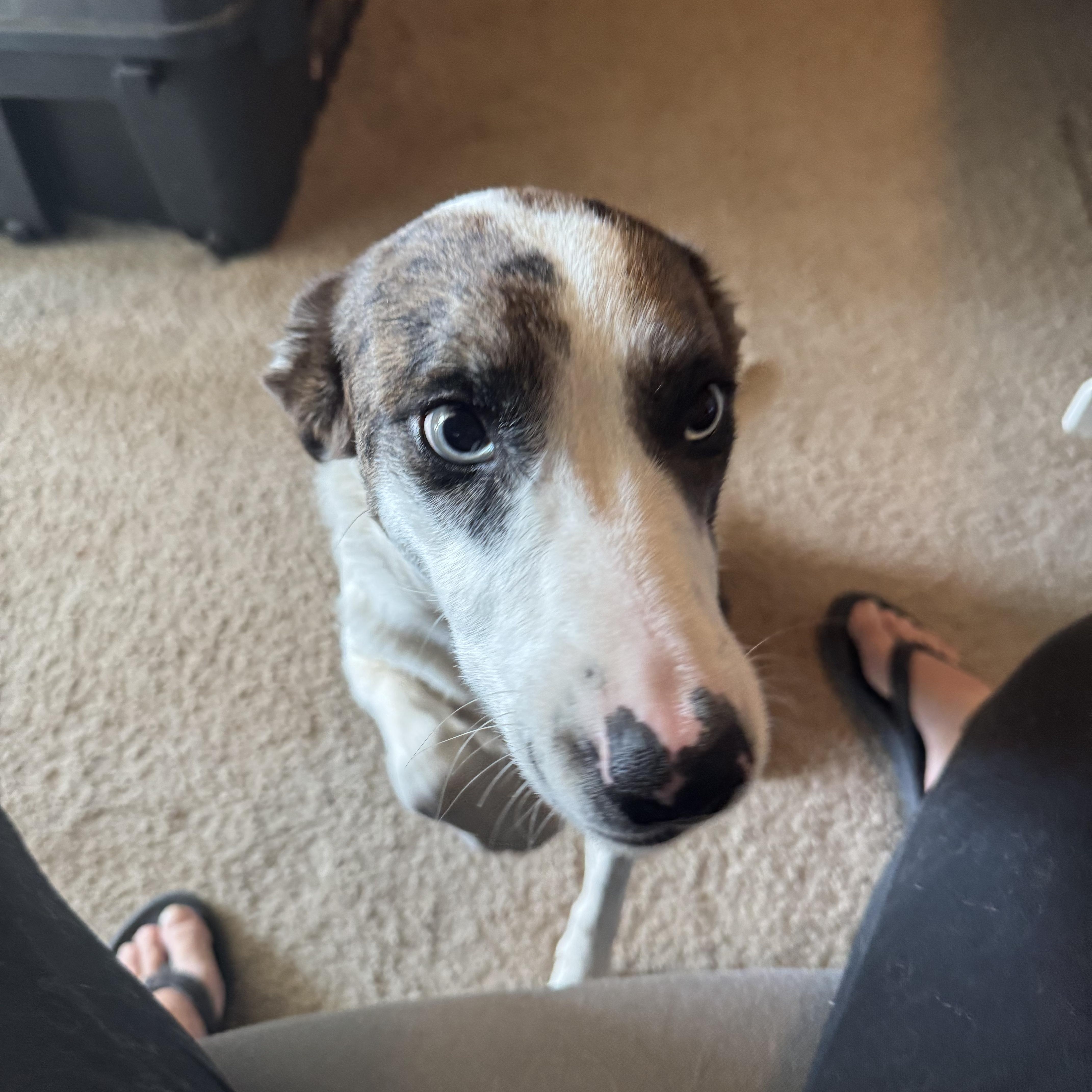 Enlarge Suki, a Adoptable mixed breed in Tonopah, AZ image 4/4