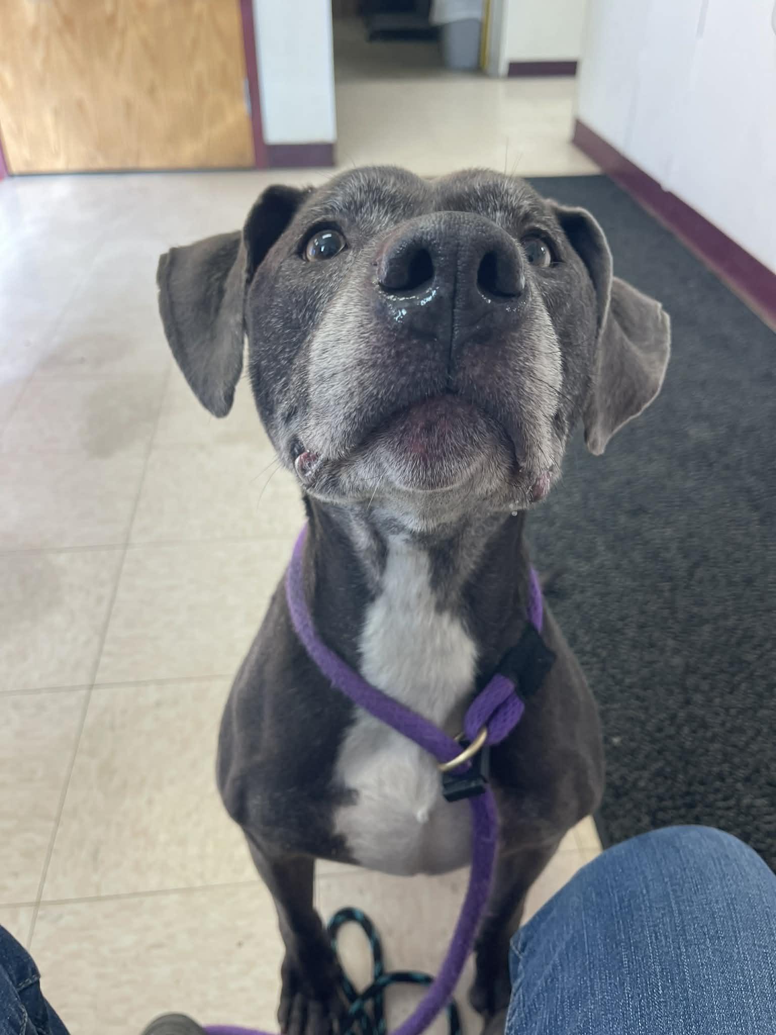 Enlarge Captain (in a FOSTER home), a ADOPTABLE mixed breed in Springfield, IL image 4/6