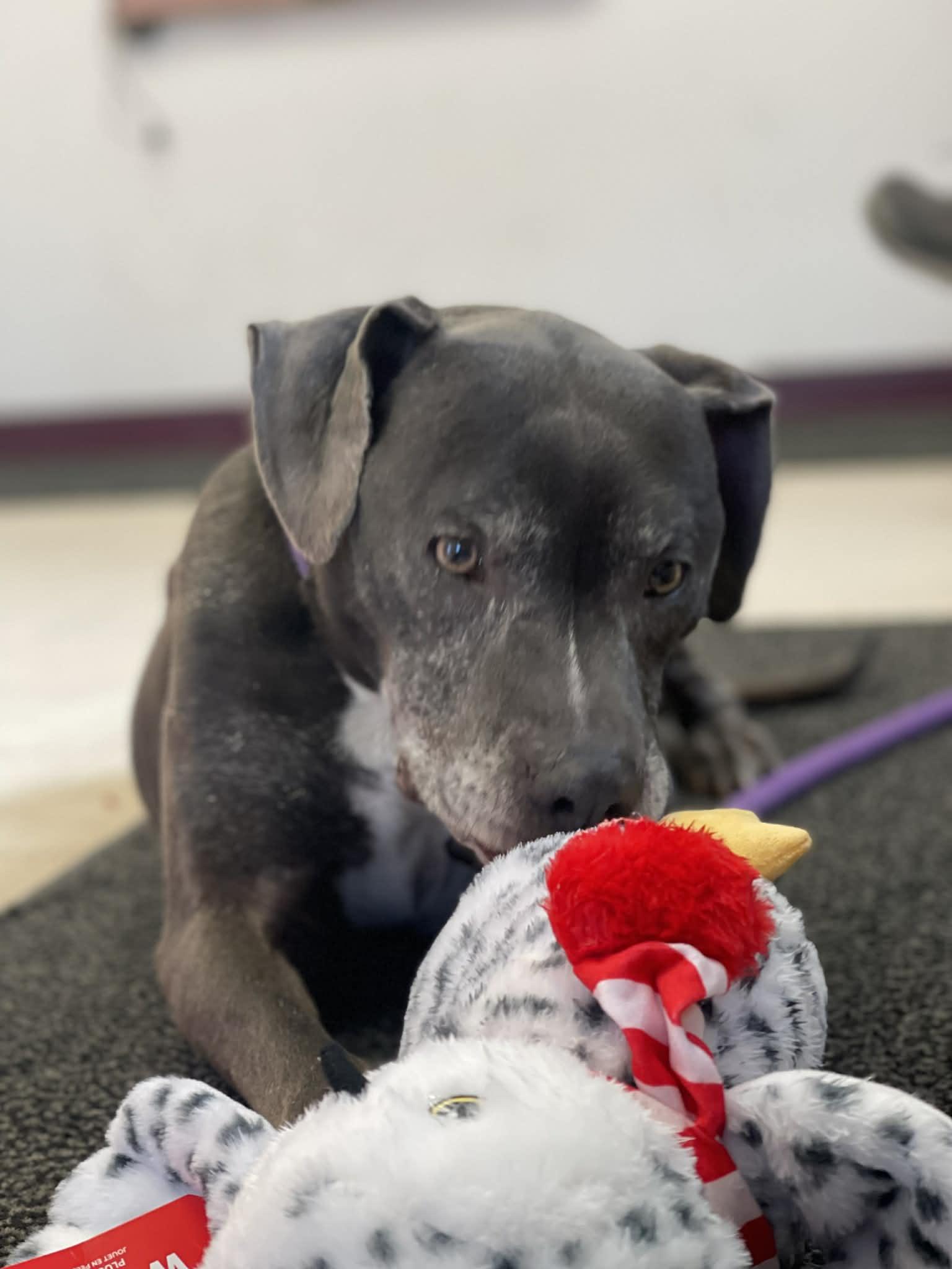 Enlarge Captain (in a FOSTER home), a ADOPTABLE mixed breed in Springfield, IL image 6/6